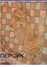 ПЕРСИК1.jpg