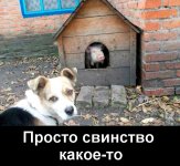 Demotivatory_pro_sobak_1_26155030.jpg