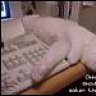 cat_ufo
