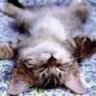Fuzzy cat