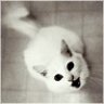 old_rat