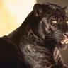 WildPanther