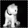 White CAT