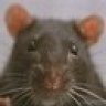grayrat