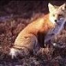 Foxa