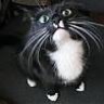 Kitty