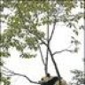PandaFromIsland