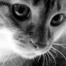 Коша Окошкина