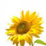 Sunkeener