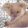 koalla