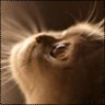 Плюшевая кошка