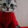 Greycat