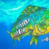 Dorado