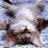 Fuzzy cat