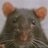 grayrat