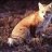Foxa